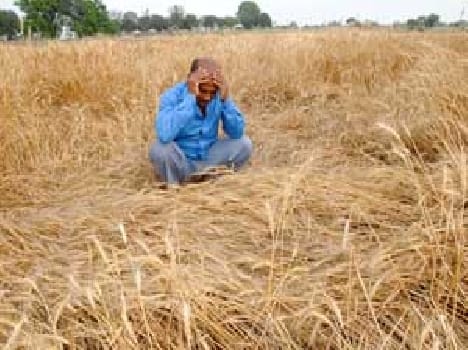 rain creates problem for uttarakhand farmer.